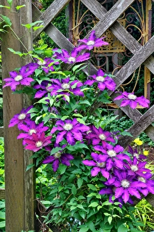 Images Dated 7th September 2024: USA, Washington State, Sammamish. Clematis growing in pots in garden