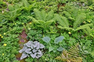 Images Dated 7th September 2024: USA, Washington State, Sammamish. Growing hosta in garden
