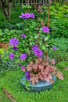 Images Dated 7th September 2024: USA, Washington State, Sammamish. Clematis growing in pots in garden