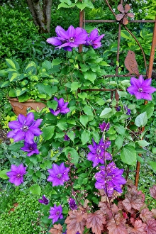 Images Dated 7th September 2024: USA, Washington State, Sammamish. Clematis growing in pots in garden