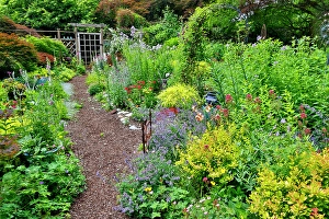 Images Dated 7th September 2024: USA, Washington State, Sammamish. Garden in bloom in sunny location