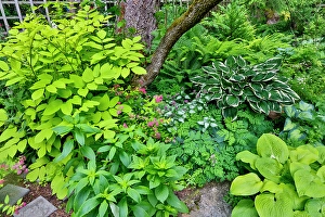 Images Dated 7th September 2024: USA, Washington State, Sammamish. Hosta in shade garden