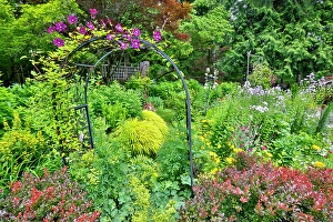 Images Dated 7th September 2024: USA, Washington State, Sammamish. Garden in bloom in sunny location