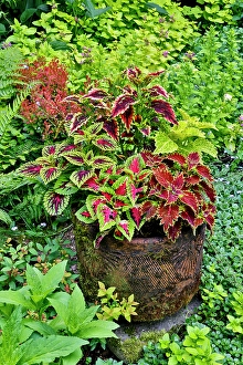 Images Dated 7th September 2024: USA, Washington State, Sammamish. Coleus in planters in garden