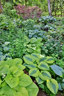 Images Dated 7th September 2024: USA, Washington State, Sammamish. Growing hosta in garden