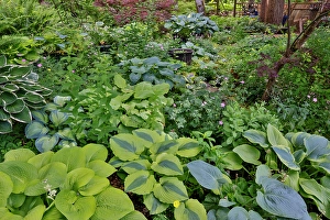 Images Dated 7th September 2024: USA, Washington State, Sammamish. Growing hosta in garden