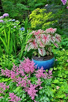 Images Dated 7th September 2024: USA, Washington State, Sammamish. pink Astilbe and Caladium plants in garden