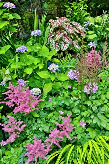 Images Dated 7th September 2024: USA, Washington State, Sammamish. pink Astilbe and Caladium plants in garden
