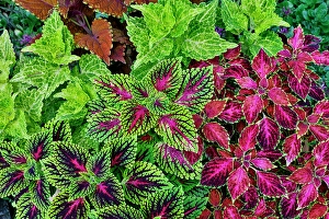 Images Dated 7th September 2024: USA, Washington State, Sammamish. Coleus in planters in garden