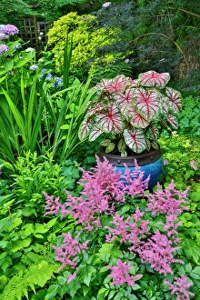 Images Dated 7th September 2024: USA, Washington State, Sammamish. pink Astilbe and Caladium plants in garden