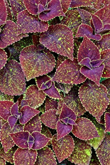 Images Dated 7th September 2024: USA, Washington State, Sammamish. Coleus in planters in garden