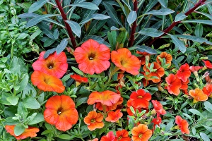 Images Dated 7th September 2024: USA, Washington State, Sammamish. Garden with orange, red Petunia