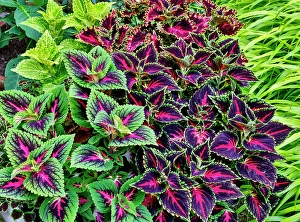 Images Dated 7th September 2024: USA, Washington State, Sammamish. Coleus in planters in garden