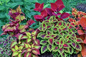 Images Dated 7th September 2024: USA, Washington State, Sammamish. Coleus in planters in garden