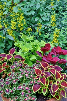Images Dated 7th September 2024: USA, Washington State, Sammamish. Coleus in planters in garden