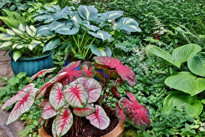 Images Dated 7th September 2024: USA, Washington State, Sammamish. Garden with flower pots of caladiums and hosta
