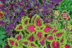 Images Dated 7th September 2024: USA, Washington State, Sammamish. Coleus in planters in garden