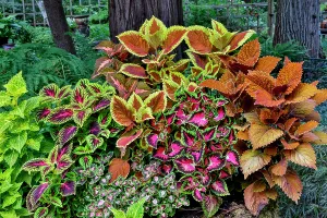Images Dated 7th September 2024: USA, Washington State, Sammamish. Coleus in planters in garden