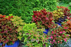 Images Dated 7th September 2024: USA, Washington State, Sammamish. Coleus in planters in garden