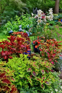 Images Dated 7th September 2024: USA, Washington State, Sammamish. Coleus in planters in garden