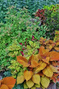 Images Dated 7th September 2024: USA, Washington State, Sammamish. Coleus in planters in garden