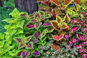 Images Dated 7th September 2024: USA, Washington State, Sammamish. Coleus in planters in garden