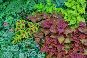 Images Dated 7th September 2024: USA, Washington State, Sammamish. Coleus in planters in garden