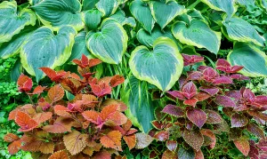 Images Dated 7th September 2024: USA, Washington State, Sammamish. Growing hosta in garden