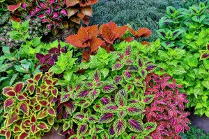 Images Dated 7th September 2024: USA, Washington State, Sammamish. Coleus in planters in garden