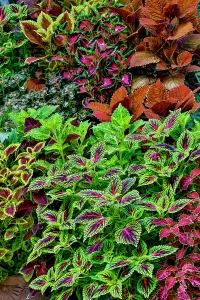 Images Dated 7th September 2024: USA, Washington State, Sammamish. Coleus in planters in garden