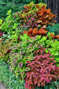Images Dated 7th September 2024: USA, Washington State, Sammamish. Coleus in planters in garden