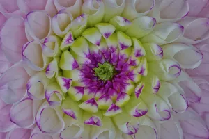 Images Dated 7th September 2024: USA, Washington State, Sammamish. Close-up of flowering dahlia