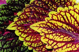 Images Dated 7th September 2024: USA, Washington State, Sammamish. Coleus in planters in garden