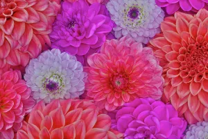 Images Dated 7th September 2024: USA, Washington State, Sammamish. Design of colorful dahlia flowers