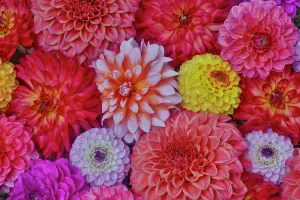 Images Dated 7th September 2024: USA, Washington State, Sammamish. Design of colorful dahlia flowers