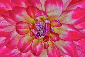 Images Dated 7th September 2024: USA, Washington State, Sammamish. Close-up of flowering dahlia