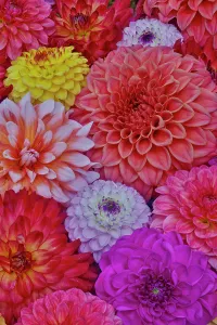 Images Dated 7th September 2024: USA, Washington State, Sammamish. Design of colorful dahlia flowers