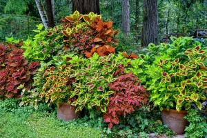 Images Dated 7th September 2024: USA, Washington State, Sammamish. Coleus in planters in garden