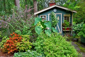 Images Dated 7th September 2024: USA, Washington State, Sammamish. Garden and shed. (Editorial Use Only)