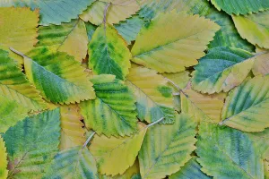 Images Dated 7th September 2024: USA, Washington State, Sammamish. Fallen alder leaves turning golden