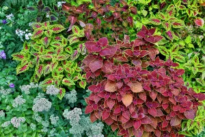 Images Dated 7th September 2024: USA, Washington State, Sammamish. Coleus in planters in garden