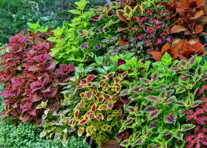 Danita Delimont New Images May 2025 Prints: USA, Washington State, Sammamish. Coleus in planters in garden