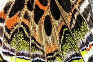USA, Washington State, Sammamish. Butterfly wing detail