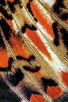 Scale Prints: USA, Washington State, Sammamish. Butterfly wing detail