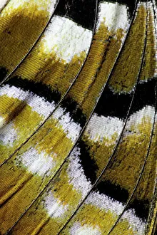 USA, Washington State, Sammamish. Butterfly wing detail