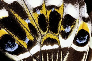 USA, Washington State, Sammamish. Butterfly wing detail