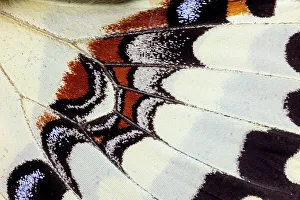 USA, Washington State, Sammamish. Butterfly wing detail
