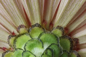 USA, Washington State, Sammamish. Close-up of the back side of a zinnia