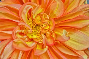 Asteraceae Prints: Usa, Washington State, Sammamish. Dahlia Closeup