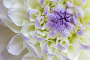 Asteraceae Prints: USA, Washington State, Sammamish. Dahlia closeup